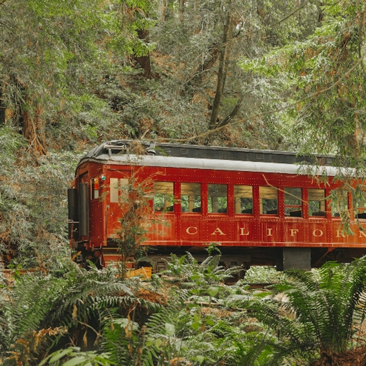 Skunk Train: Wolf Tree Turn - Photo 1 of 6